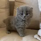 قطه شيرازي للبيع