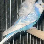 بادجي هوقو منتج ( تم البيع )