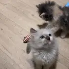 قطط شيرازي بيور