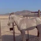 خيل شعبي