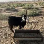 عنز للبيع