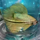 اسماك فايتر فل مون وهاف مون