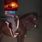 حصان شيخ فاخر