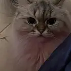 قط للتبني ذكر