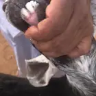 معزا حيل