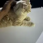 الي يبي البس