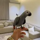 فرخ كاسكو متكلم وأليف