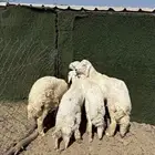 طليان جبره ومبادي