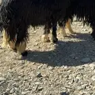 طلي فحل(تم البيع)