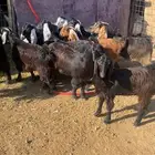 ذبايح تيوس وجفار فاخره