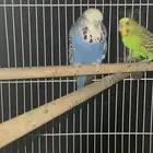 للبيع جوز بادجي