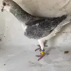 حمام شامي