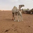 بكر باتليه معها حواره عضم طيب