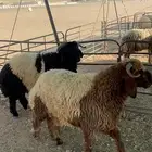 ذبايح عرعر