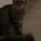 قط الام هملايا