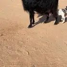 عنز تحتها ثنين