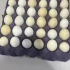 بيض بلدي طازج