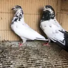 حمام باكستاني