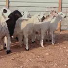 خرفان سواكني مرابي تيوس برابر نعيم حري