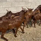 جفار دهم عدد 10 ( تم البيع )