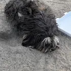 كلب ل قريبي ببيعه