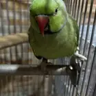 ببغاء درء