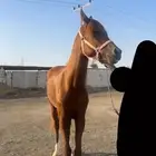 حصان للبيع