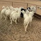 هرافا حريه طيبه