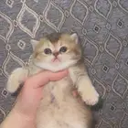 قطه سكوتش انثى