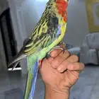 لهل النوادر لروزلا هدد متكلمه واليفه خارجي وداخلي