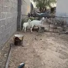 شاه متبع