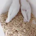 فروخ روز البينو