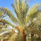 نخل جثائث للبيع الطول من 5 متر الى 12 متر
