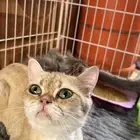 قطط سكوتش ..قطه شيرازي