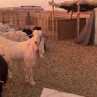 تيس فحل جذع