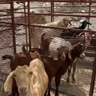 2من المعزا وحده دافع وثانيه مدري عنه الحد 1850 اذكرو الله
