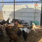 فرانيج دجاج بلدي القنفذه
