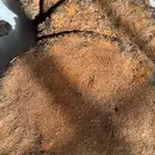 بخور حساوي