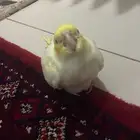 ببغاء كروان الصحه 100 تحت 300 لا ينظر له