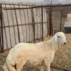 خروف للبيع العمر 7شهور