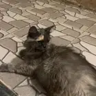 قطه للتبني