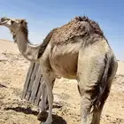 عشره تحتة قعود