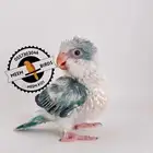 فرخ كويكر
