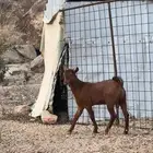 تيس مشروع فحل