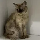 قط للتبني