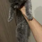 للتبني قطه عمرها 3 شهور