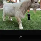 تيس قزمي تشيكي أمريكي
