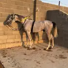 حصلن واهو كفو