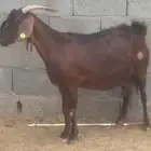 عنز دهما دبسا مطورة جرم( تم البيع )