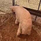 للبيع طلي